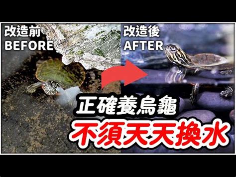 養小烏龜注意事項|【烏龜養】新手烏龜養寵指南：一次上手，輕鬆照護小。